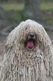 KOMONDOR 159